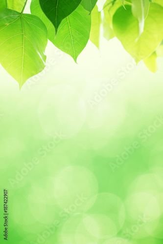 green leave with empty background