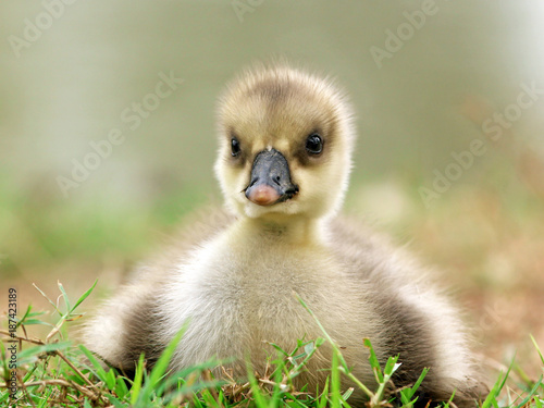 little duck close up