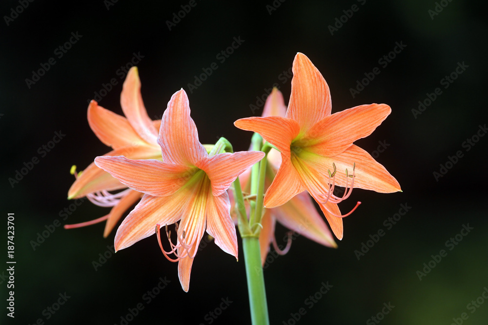 Fototapeta premium orange lily flower