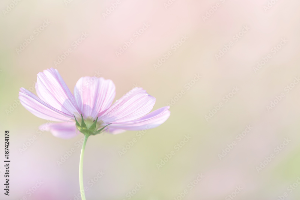 Cosmos flower close up on sunset background with soft selective focus Cosmos flower close up on sunset background with soft selective focus