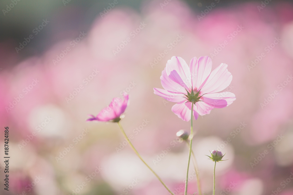 Cosmos flower close up on sunset background with soft selective focus Cosmos flower close up on sunset background with soft selective focus