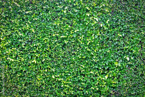 Green leaf wall background