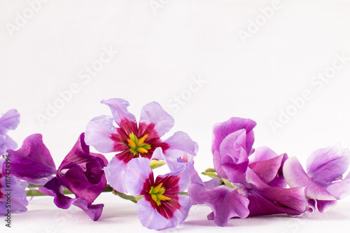 紫のリューココリーネ © Saito