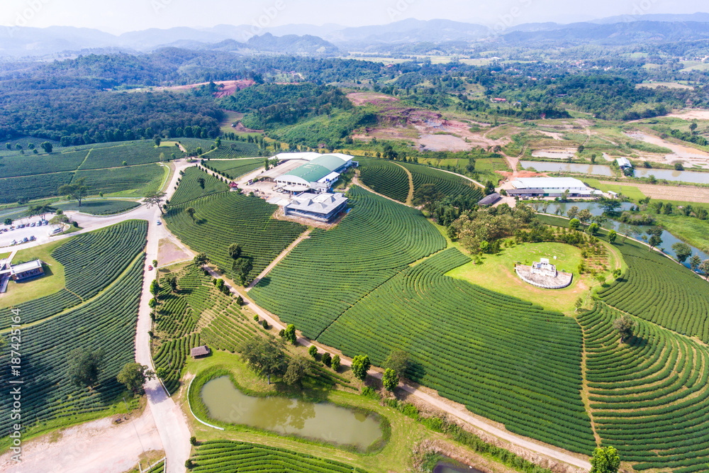 Aerial view of  Tea Farm with Morning Sunlight in North of Thailand