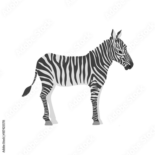 vector cartoon zebra