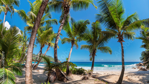 Beautiful palm trees on tropical island Jamaica.