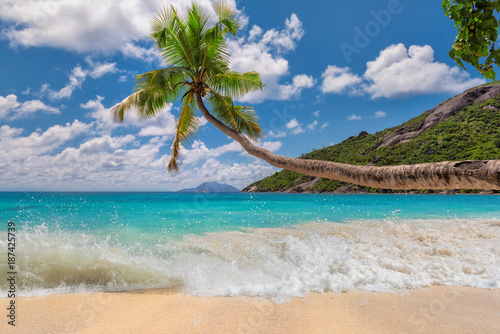 Coconut palm on tropical beach.