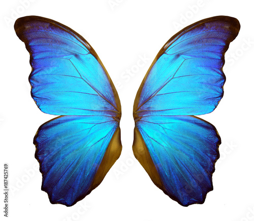 Wings of a butterfly Morpho. Morpho butterfly wings isolated on a white background. photo