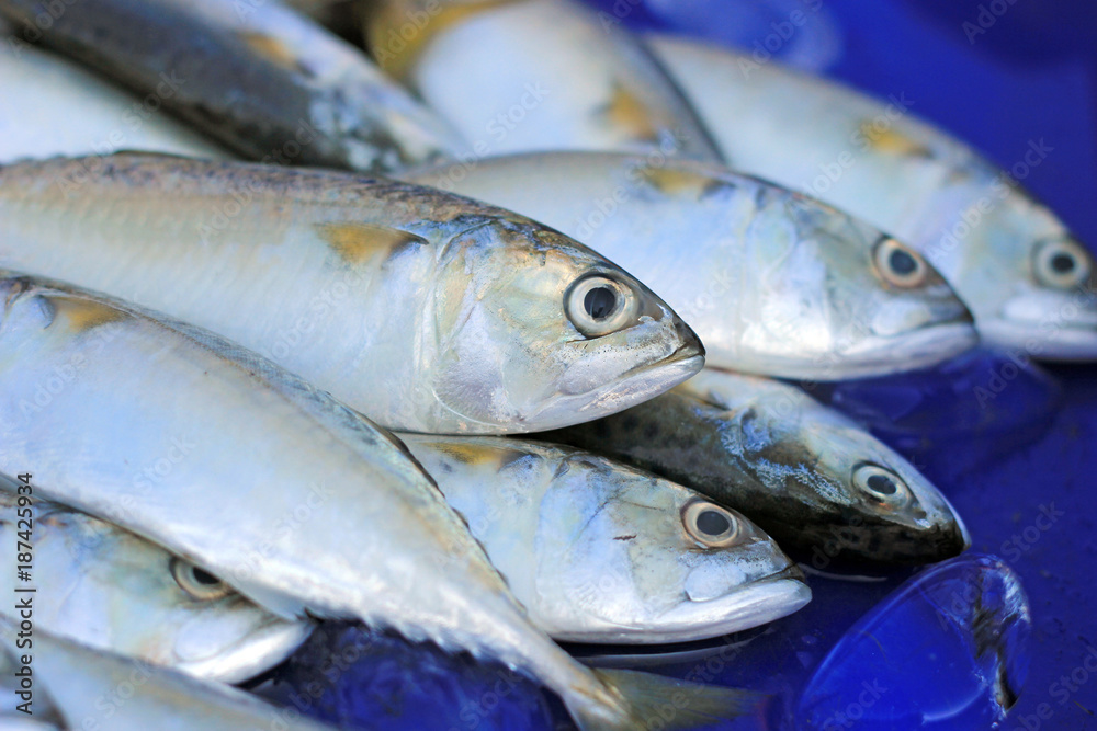 mackerel fish in market