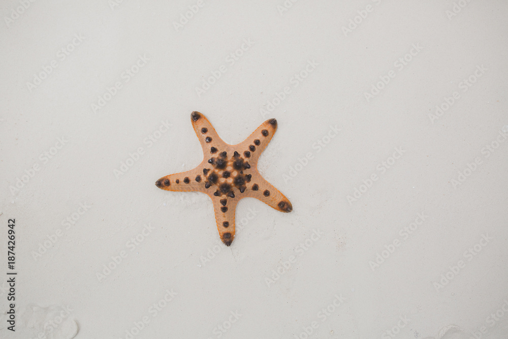 A starfish on the sand, at the seaside, on the shore