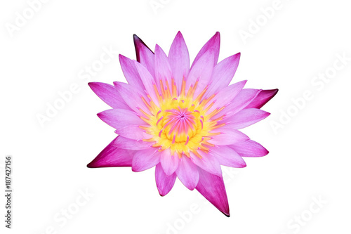 Beautiful pink lotus Isolated cut out on white background including clipping path