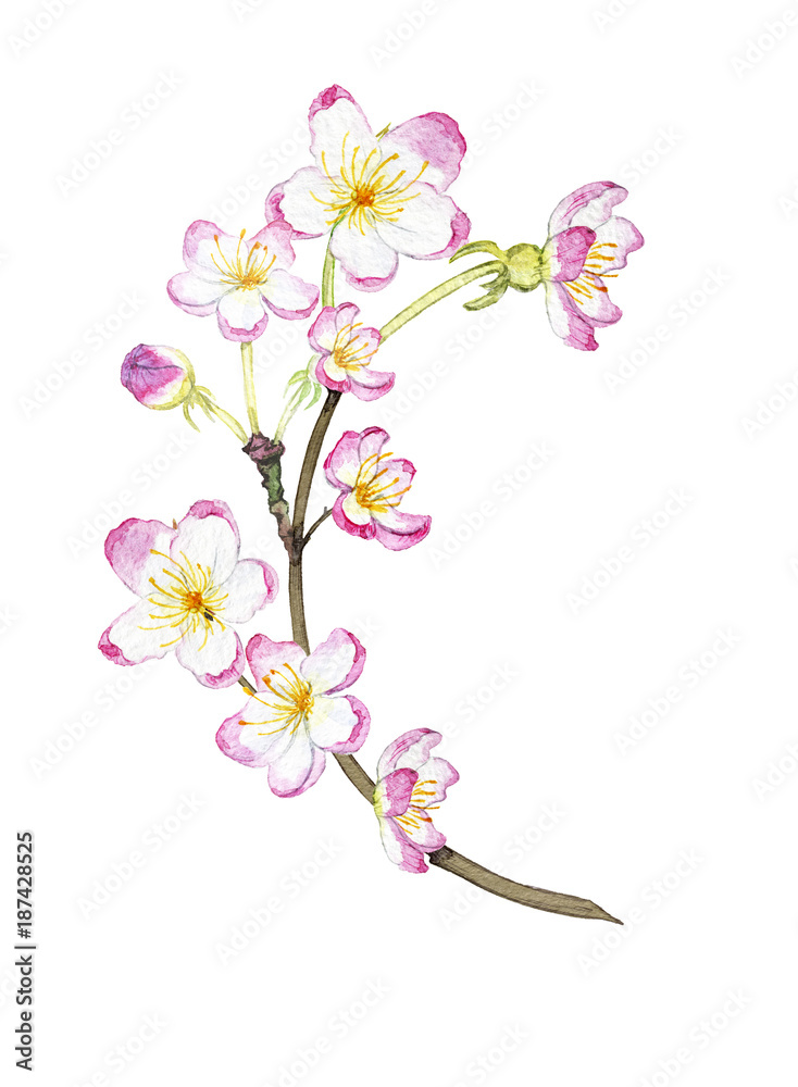 hand drawn watercolor blossoming branch