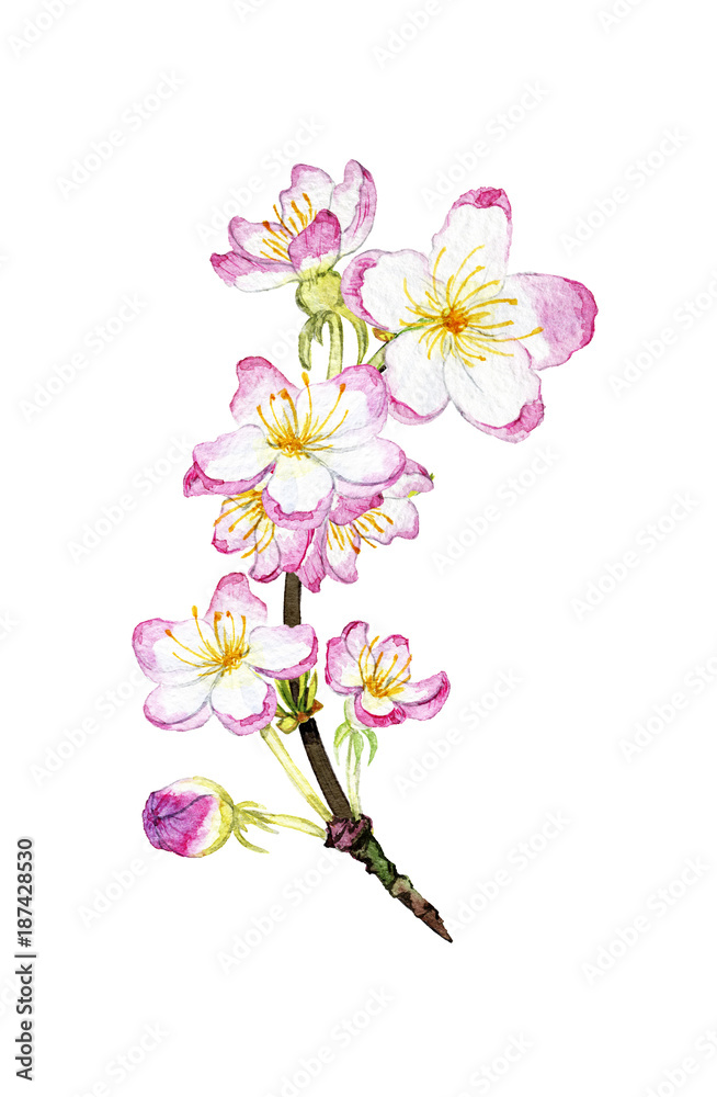hand drawn watercolor blossoming branch