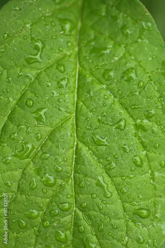 green leaf background. green leaf in drops of water. 