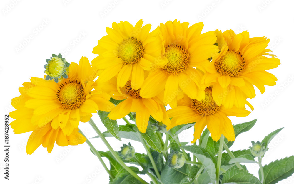 Seven small yellow sunflowers bloom on the July bed. Seven small yellow sunflowers bloom on the July bed.