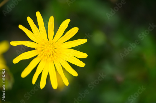 yellow flower in nature.