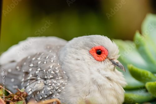 White bird with a red border around the eyes and gray wings, close-up photo