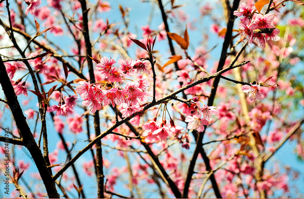 Cherry blossom, Japanese flowering cherry on blue sky