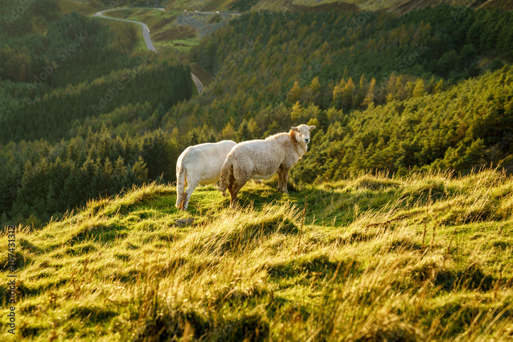 Sheep near Treorchy, overlooking the Ogmore Valley in Rhondda Cynon Taf, Mid Glamorgan, Wales, UK Sheep near Treorchy, overlooking the Ogmore Valley in Rhondda Cynon Taf, Mid Glamorgan, Wales, UK