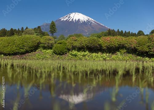 Mount Fuji and rice field in spring season