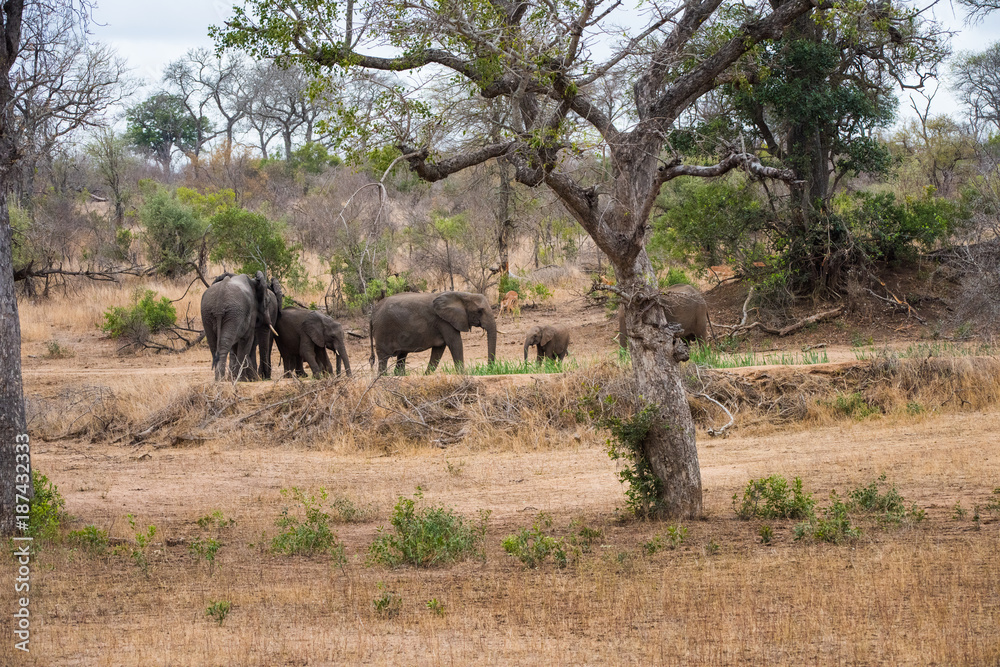 Elephant family emerging from bush