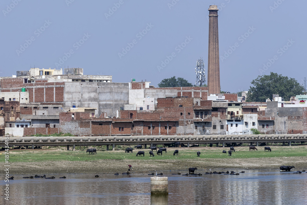 Buffalo bathing in river Yamuna near the center of Agra, Uttar Pradesh, India