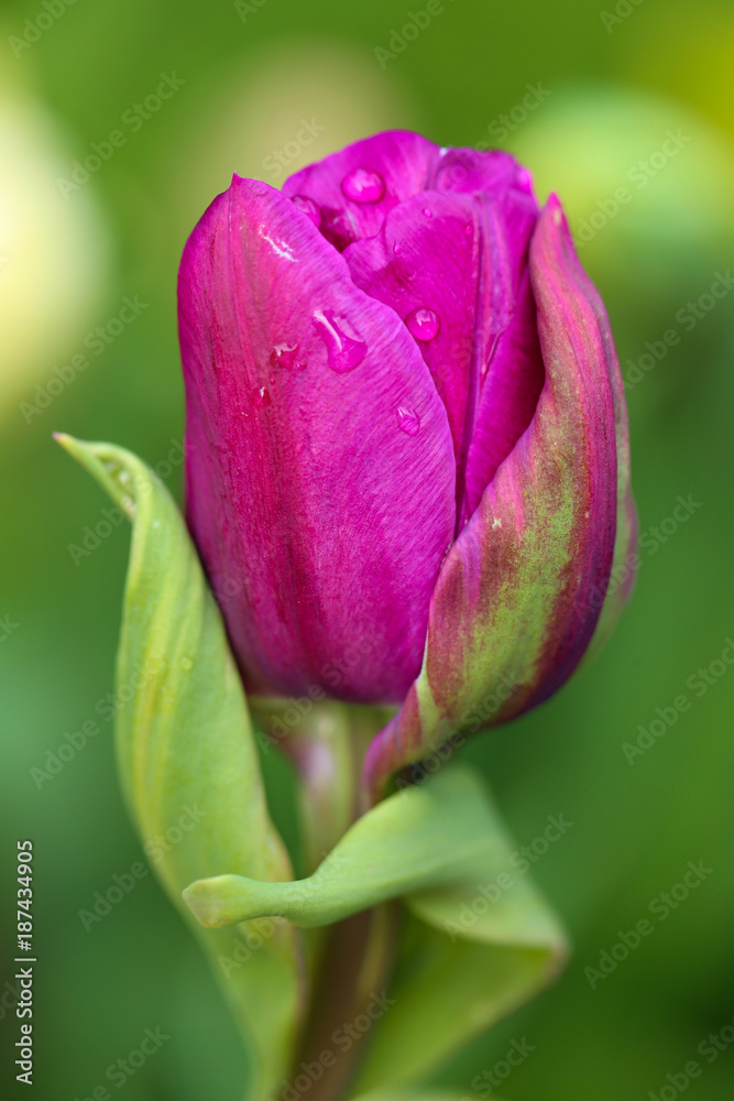 Tulip flower. Bright violet tulip on a bright green blurred background. Spring time. Spring mood