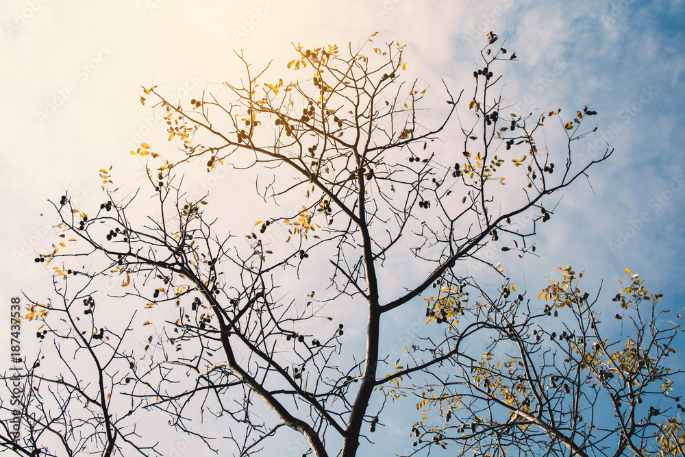 Tree and sky background