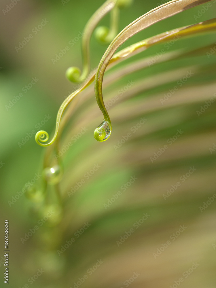 beautiful fern leaf in deep forest, Kaeng krachan national park,Thailand beautiful fern leaf in deep forest, Kaeng krachan national park,Thailand