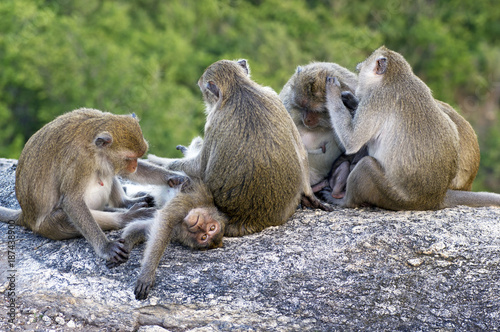 family of monkey © PRASERT