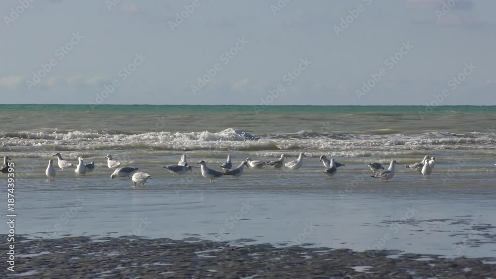 Goéland cendré ( Larus canus , Mew Gull ) sur la plage de Quend-Plage Goéland cendré ( Larus canus , Mew Gull ) sur la plage de Quend-Plage