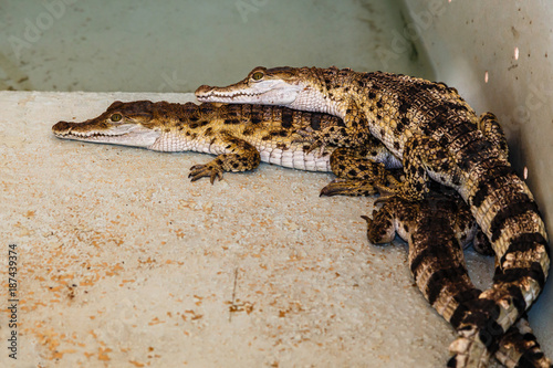 Baby crocodiles laying on each other in filipino farm near Puerto Princessa, Palawan, Philippines photo