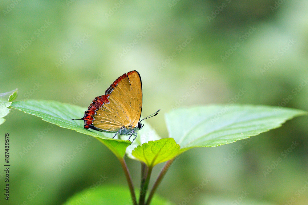 Fototapeta premium Purple Sapphire butterfly on green leaf