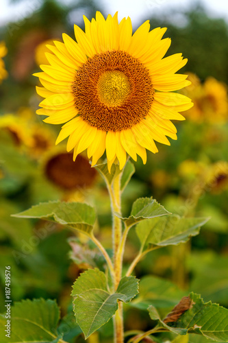 Sunflower natural background, Sunflower blooming in spring.