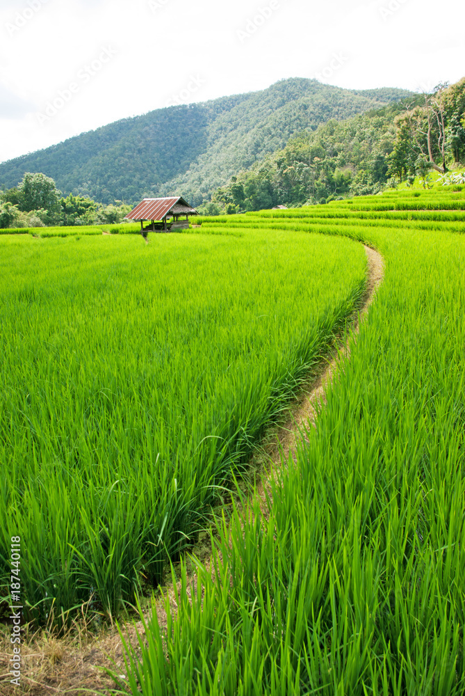 Green rice field at Chiang mai, Thailand