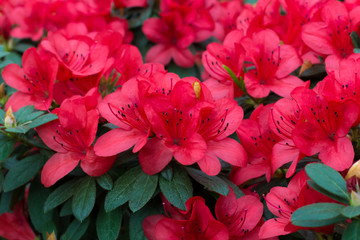 Acrylglasbilder Azalee Üppige Rhododendronblüten im Frühling  © lms_lms