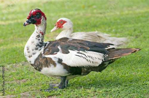 ducks on green