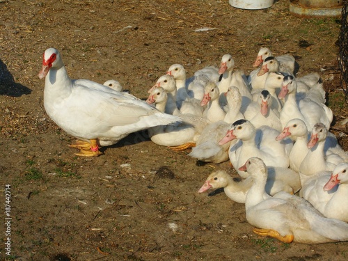 Entengroßfamilie photo