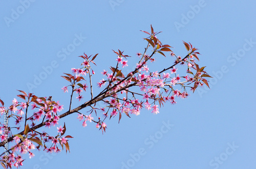 pink blossom, sakura flower