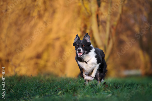 Fototapeta Naklejka Na Ścianę i Meble -  happy border collie dog running outdoors in autumn
