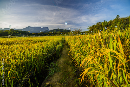 Brilliant scenery with golden paddy field and background of the kinabalu mount