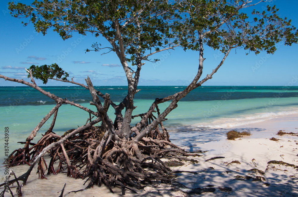 Trees on Cayo Jutia beach in Cuba
Trees on Cayo Jutia beach in Cuba