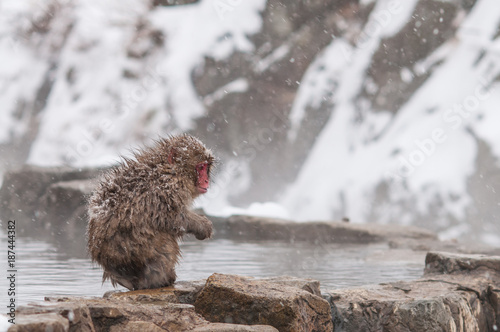Photography Snow monkeys at Jigokudani monkey snow park.Nagano Japan