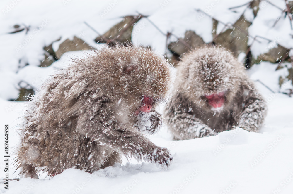 Naklejka premium Snow monkeys at Jigokudani monkey snow park.Nagano Japan