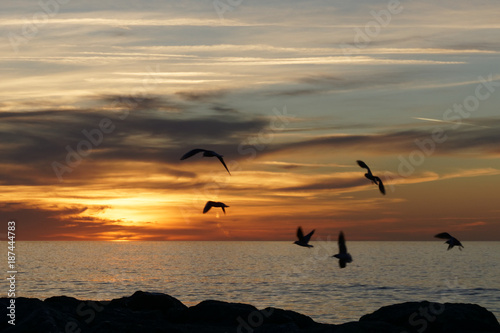 ballet wild birds in a rise of the Mediterranean sun © marc
