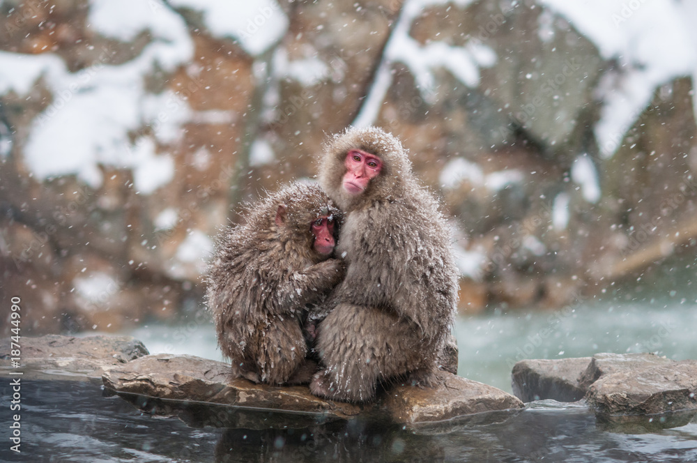 Fototapeta premium Snow monkeys at Jigokudani monkey snow park.Nagano Japan