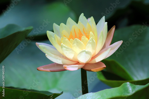 Beautiful lotus blossoms or water lily flowers blooming on pond