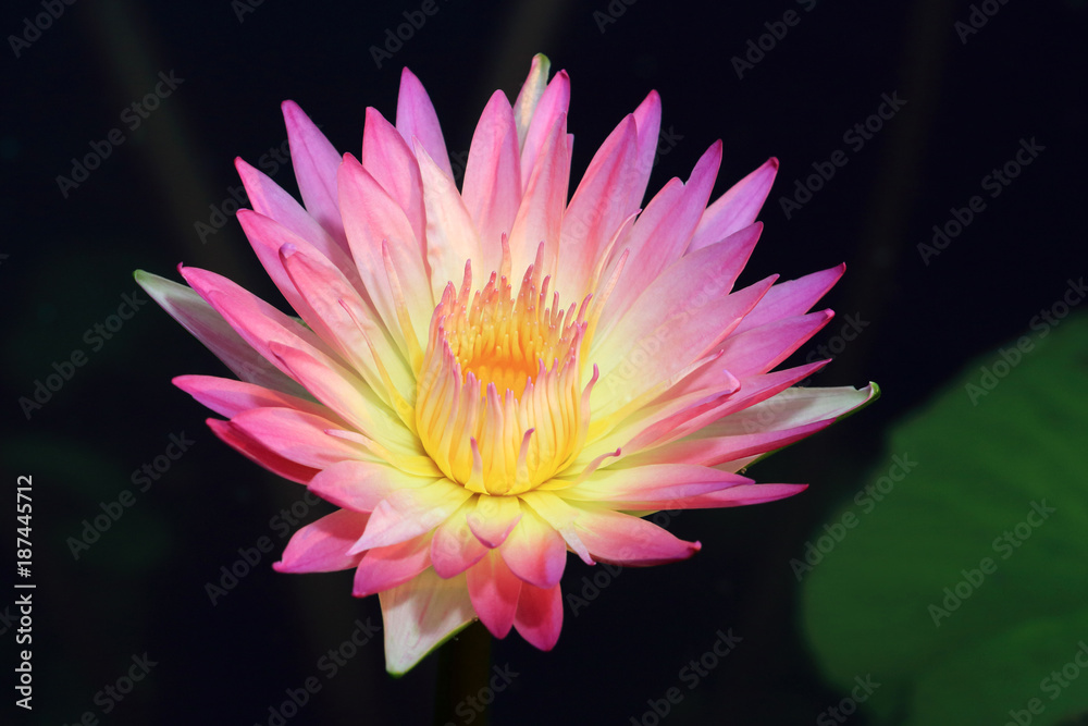 beautiful thail lotus flower