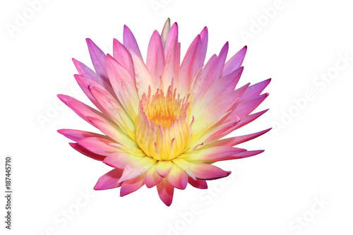 beautiful thail lotus flower