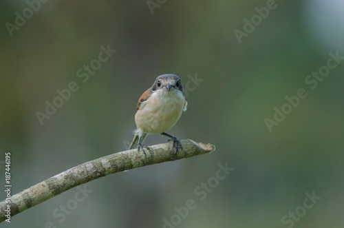 Burmese Shrike female perching on a branch © forest71